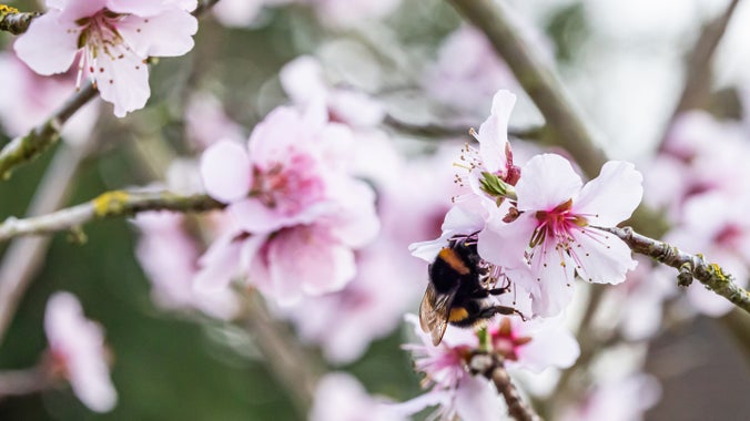 Bumblebee pollinating the cherry blossoms at Stowe, Buckinghamshire